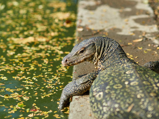Massive Asian water monitor lizard spotted in Lumpini Park in Bangkok