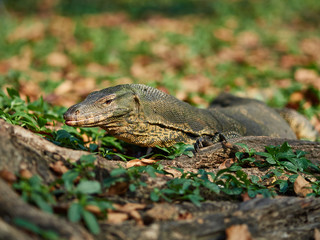 Massive Asian water monitor lizard spotted in Lumpini Park in Bangkok