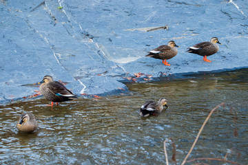 Spot-Billed Ducks spend a peaceful afternoon in the water.
