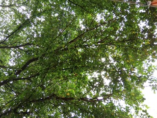View looking up into green branches of large tree and tall green tree in spring
