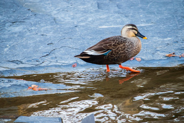 Cute Spot-Billed Duck is walking with a waddle in the water.