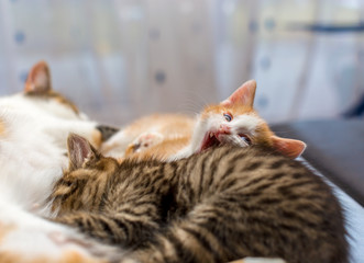 Mother cat nursing little kittens, close up. Gray tabby kitten sucks milk, cute ginger kitten yawns