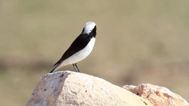 Morning wheatear bird Close shot of Morning wheatear standing on a rock