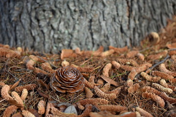 Pine cones of Himalayan cedar