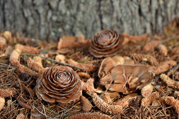 Pine cones of Himalayan cedar