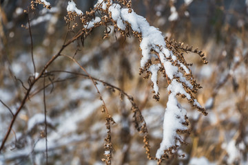 The dry brown branches of sagebrush with snow in a park in winter