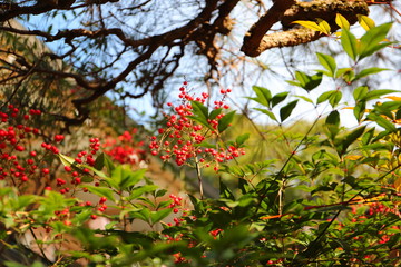 寺の境内の縁起のいい植物　赤い実　南天
