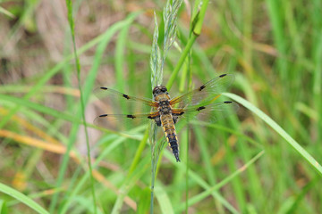 Libellula quadrimaculata; Vierfleck; Libelle; dragonfly