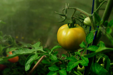 Yellow tomatoes on a branch, growing tomatoes in a greenhouse