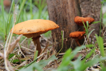 Cogumelos