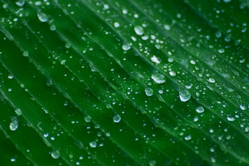Rain on the banana leaf.