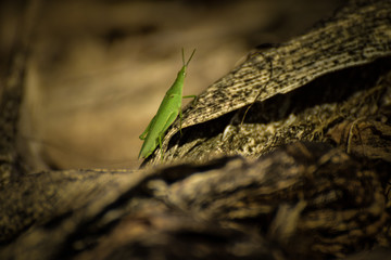 Grasshopper on the corn leaf. 