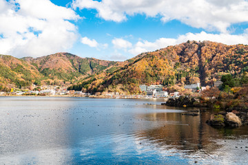 Fototapeta premium Autumn colors at Fujikawaguchiko - a Japanese resort town in the northern foothills of Mount Fuji. It surrounds Lake Kawaguchi, one of the scenic Fuji Five Lakes in Japan