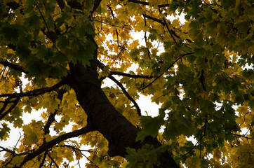 tree in autumn