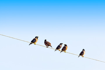 Common myna or Indian myna (Acridotheres tristis), sometimes spelled mynah - New Delhi, India