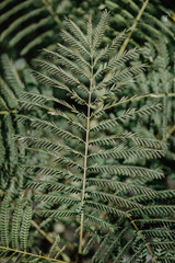 brunch of palm. closeup