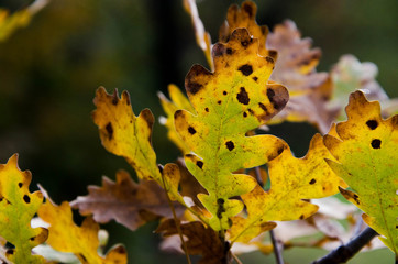 autumn leaves