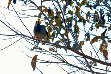 Yellow-billed blue magpie or gold-billed magpie (Urocissa flavirostris) in Jim Corbett National Park, India