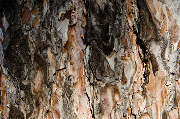 bark of a tree