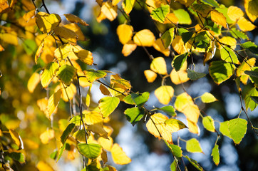 autumn leaves