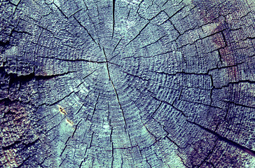 background of wooden plank texture wall with selected tone color. Abstract background of an old wooden wall with a bright texture. paint ultraviolet