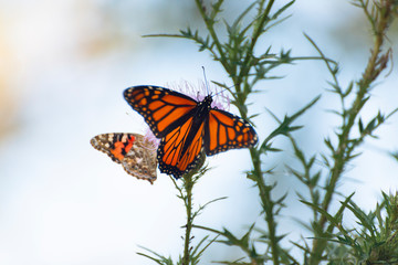 monarch and painted lady butterflies on pink thistle flowers