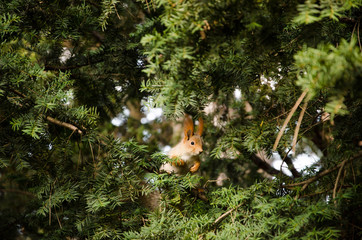 squirrel on tree