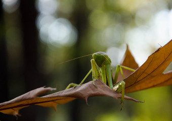 mantis