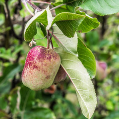 Dew on apples in the mountain garden