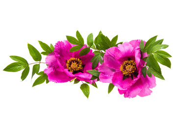 peonies isolated
