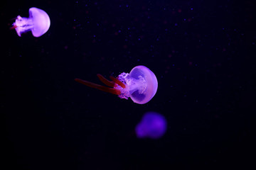 Obraz na płótnie Canvas Beautiful jellyfish, medusa in the neon light with the fishes. Underwater life in ocean jellyfish. exciting and cosmic sight