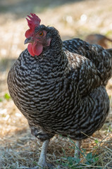 Free ranging Barred Rock hen chicken in yard