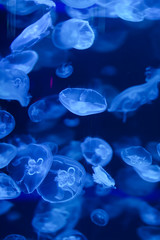 Beautiful jellyfish, medusa in the neon light with the fishes. Underwater life in ocean jellyfish....