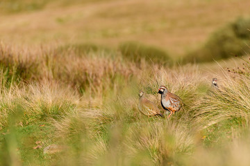 Wild Red-legged Partridge in natural habitat of reeds and grasses on moorland in Yorkshire Dales, UK