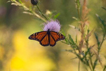 monarch butterfly on a pink thistle flower