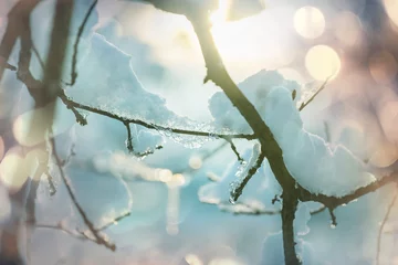 Crédence de cuisine en verre imprimé Hiver Frozen tree