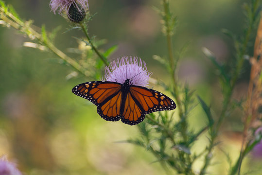 monarch butterfly on a pink thistle flower