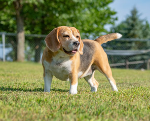 Beagle dog poses on grass lawn