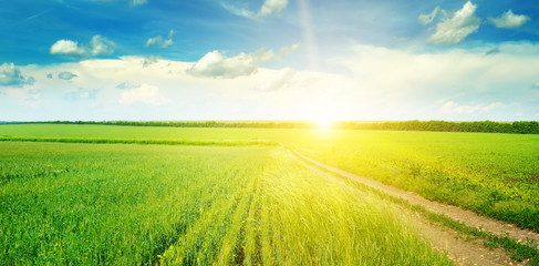 Green field and blue sky with light clouds. Above the horizon is a bright sunrise. Wide photo.