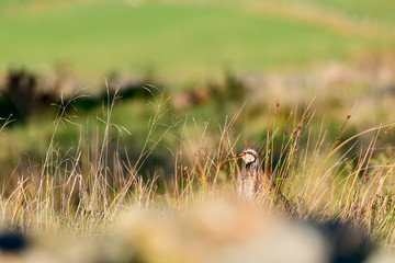 Wild Red-legged Partridge in natural habitat of reeds and grasses on moorland in Yorkshire Dales, UK