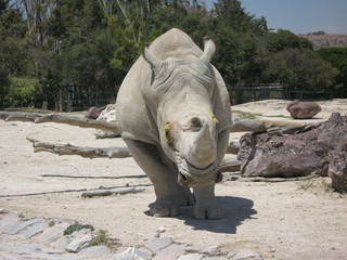 Mexico Safari