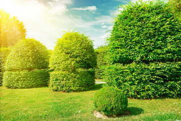 Hedges and ornamental shrub in a summer park. Sun in the blue sky