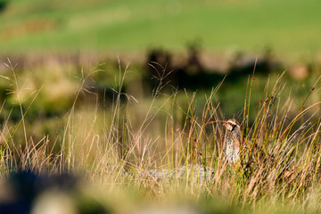 Wild Red-legged Partridge in natural habitat of reeds and grasses on moorland in Yorkshire Dales, UK
