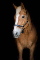 Fototapeta premium Portrait of Horse
