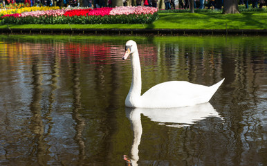 swan floating in a pond © ksena32