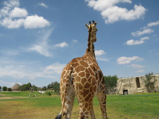 Mexico Safari