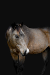 Horse Portrait Black Background