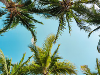 Fototapeta na wymiar Palm trees against sky, tropical vacation