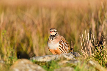 Wild Red-legged Partridge in natural habitat of reeds and grasses on moorland in Yorkshire Dales, UK