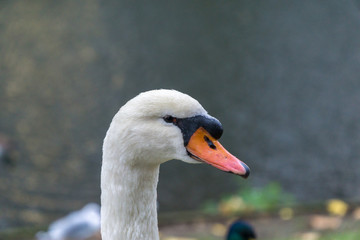 Obraz premium White swan on grass field